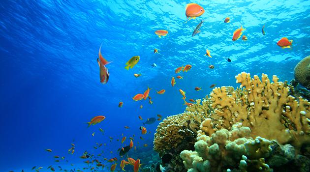 (from:http://www.nationalgeographic.de/thumbnails/mainpicture/75/87/00/ozean-quiz-main-picture-8775.jpg, last accessed on 04.11.2015)
